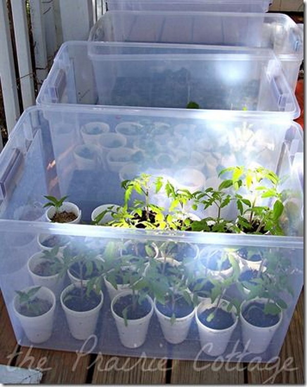 Build a mini greenhouse with the help of plastic storage containers 