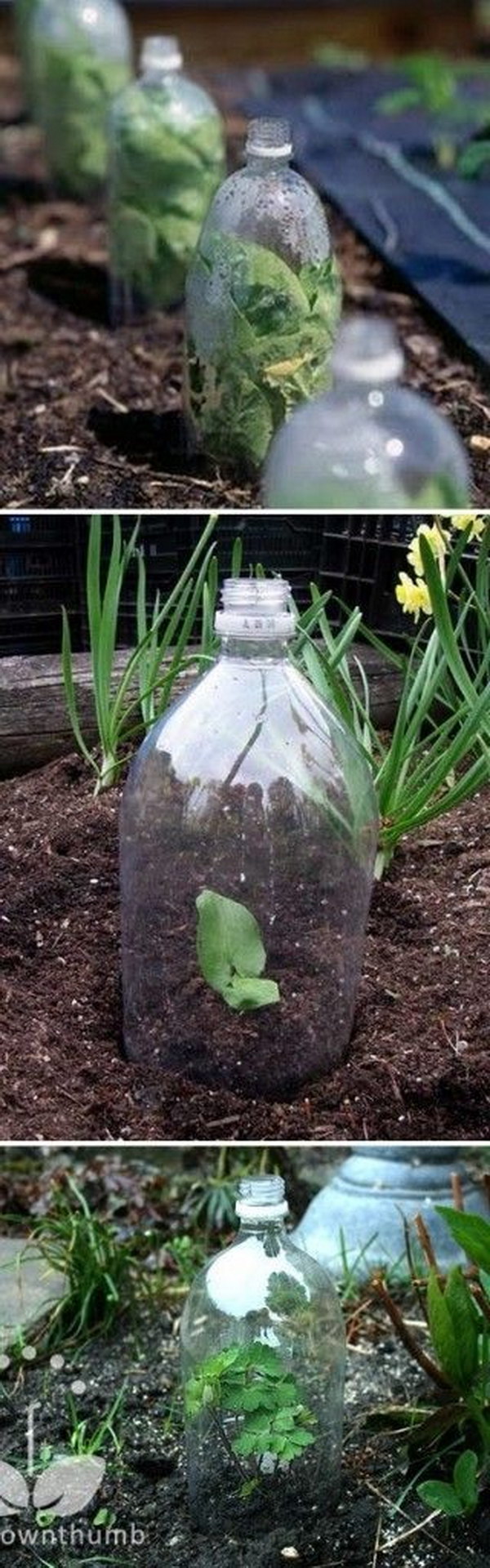 Or build a mini greenhouse with 2 liter soda bottles 