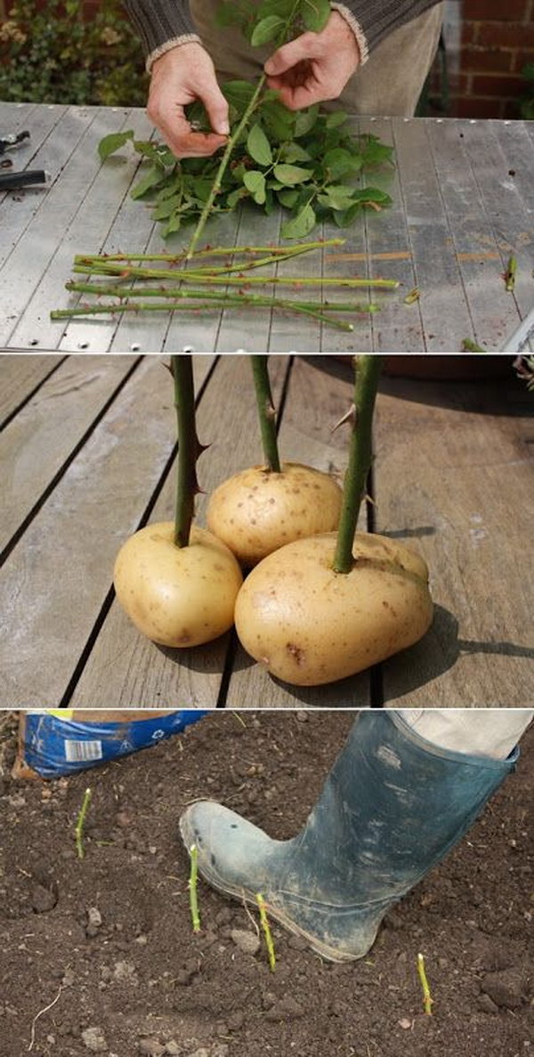 Multiply rose cuttings with potatoes 
