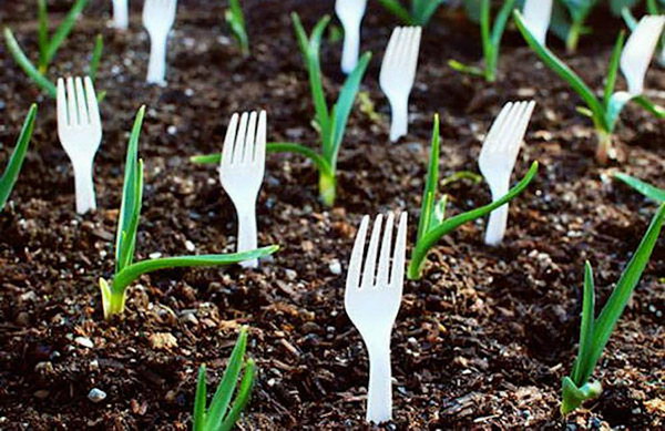Use plastic forks in the garden to keep animals away  