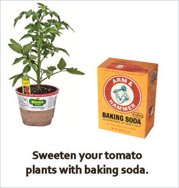 Make grapevines less acidic by adding baking soda to the soil 