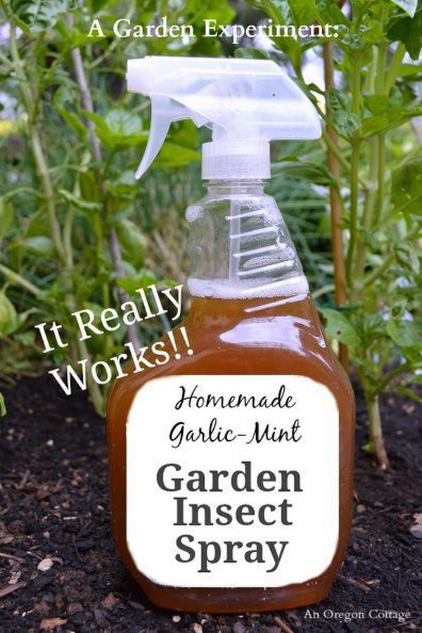 DIY organic insect spray made from natural ingredients 