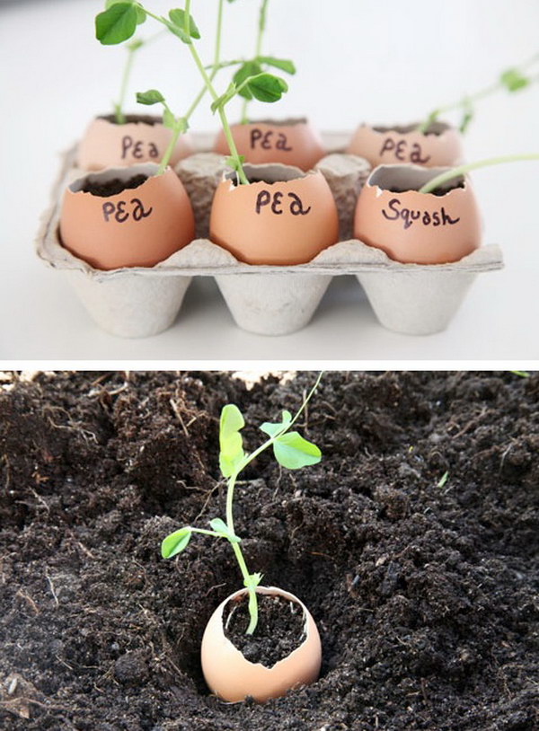 Egg shells are the perfect starter for seedlings indoors 