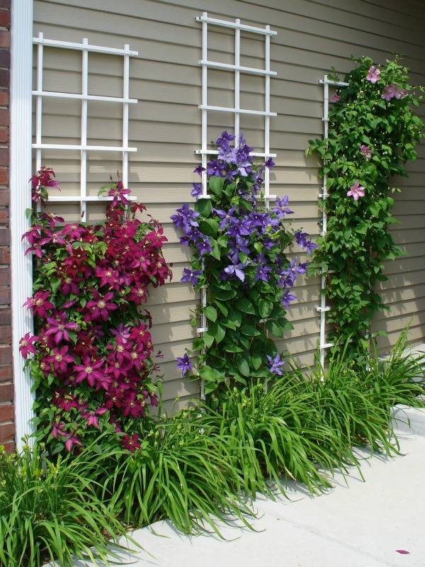 Beautify your nature with Clematis Climbing Wall. 