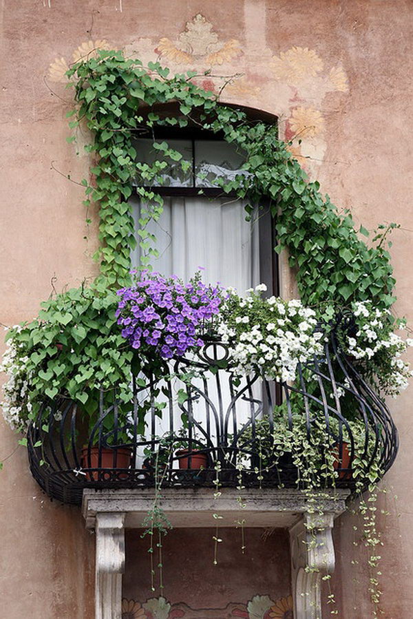White and purple petunias cascade together with other vine plants from the wrought iron balcony. 