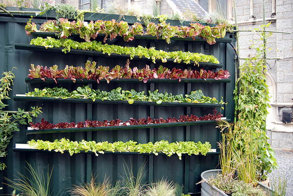 Real living vertical farm. It allows plants to extend upwards instead of growing along the surface of the garden. Doesn't take up much space and looks so beautiful at the same time.