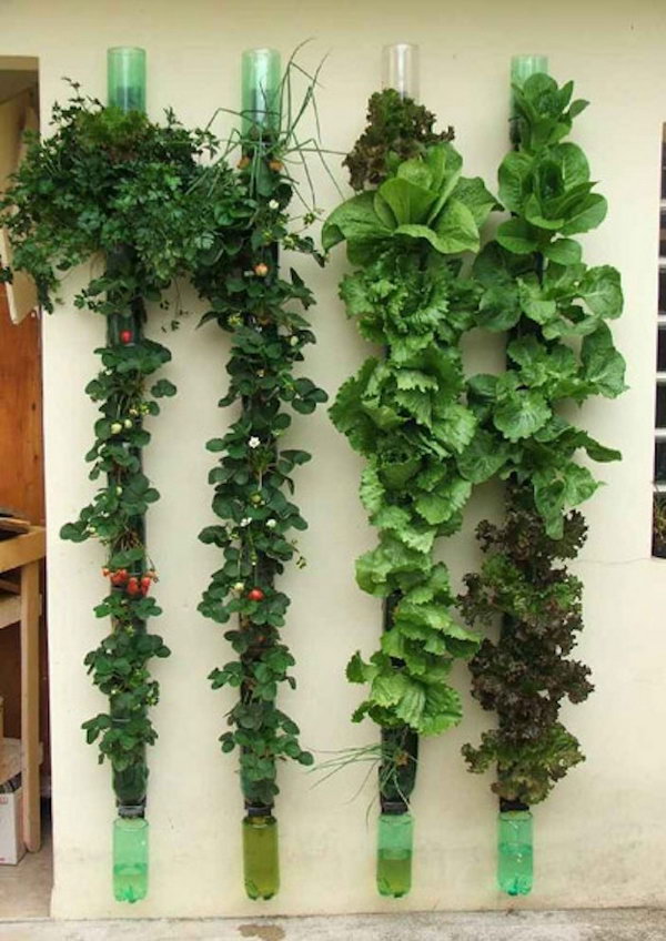 Vertical vegetable garden. It allows plants to extend upwards instead of growing along the surface of the garden. Doesn't take up much space and looks so beautiful at the same time.
