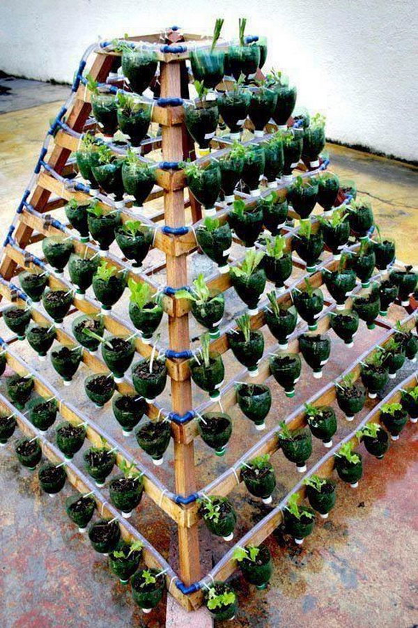 Vertical vegetable garden made of plastic bottles. It allows plants to extend upwards instead of growing along the surface of the garden. Doesn't take up much space and looks so beautiful at the same time.