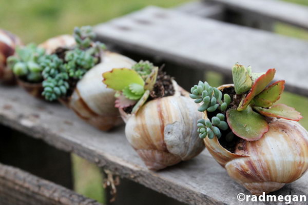 Snail shell garden.