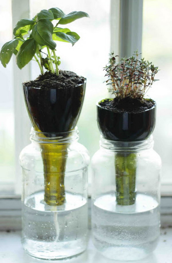 Self-watering glass bottles planters.