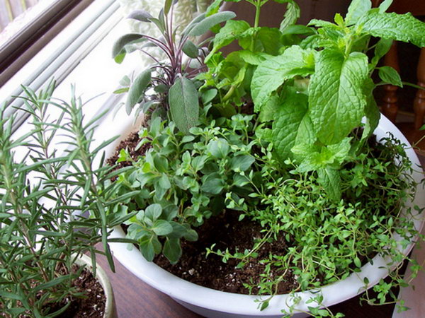 Make a stew herb garden.