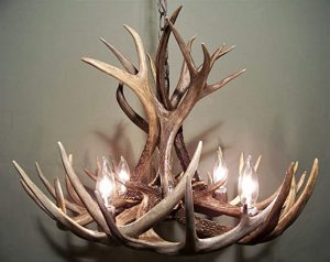 Amazon.com: REAL ANTLER CHANDELIER, WHITETAIL & MULE DEER COMBO .