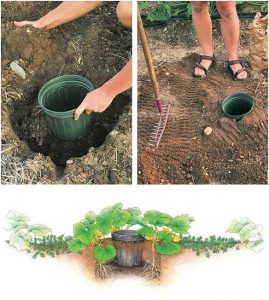 Creative DIY Garden Hacks | Vegetable garden tips, Diy garden .