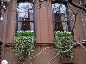 Reader's Request: Window Boxes - homesti