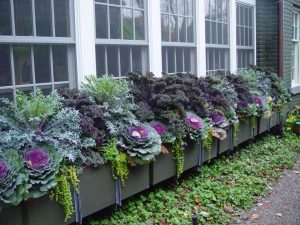 Chelsea St Pierre: Creative Window Box