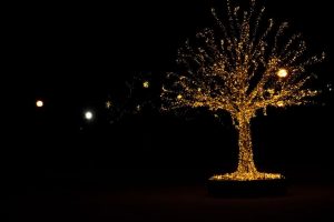 How to Put Christmas Lights on a Large Outdoor Tree - Ryno Lawn .